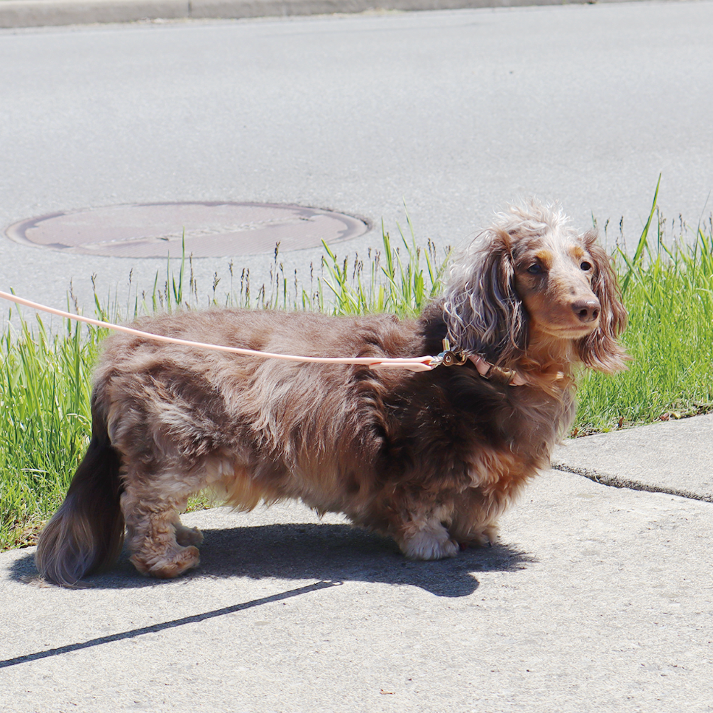 Waterproof Dog Leash | Black