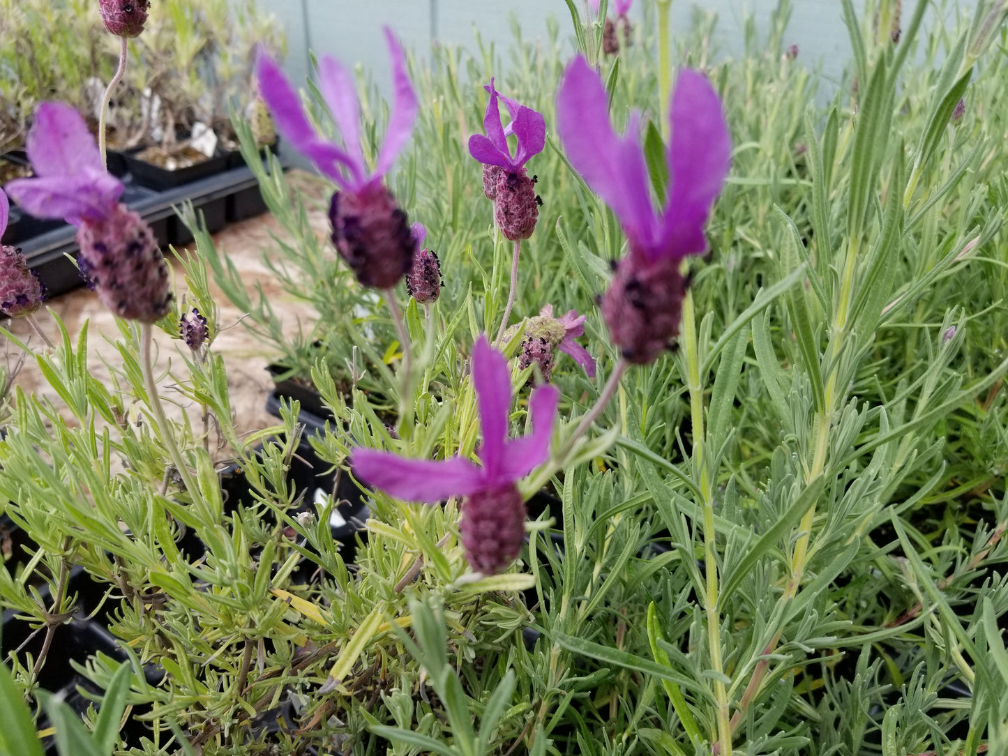Planta viva de lavanda Anouk - Maceta de 2.5 cuartos de galón