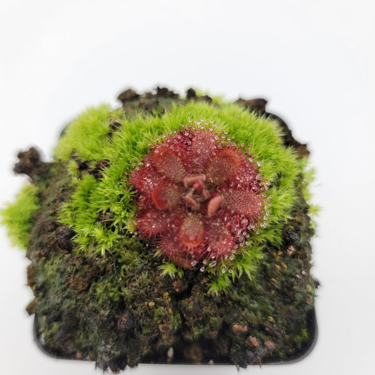 Drosera tomentosa