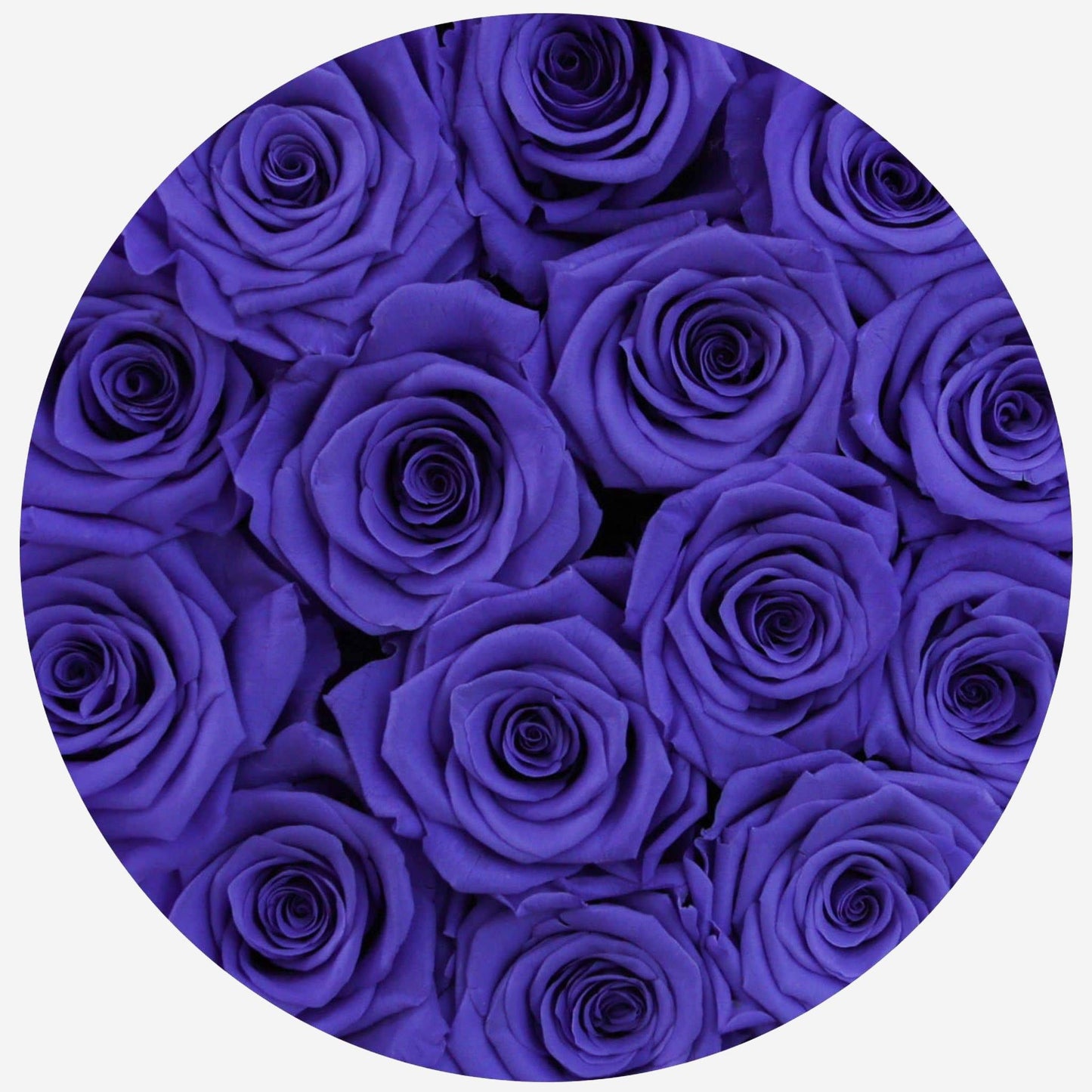 Classic White Box | Violet Roses