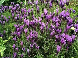 Plantas vivas de lavanda