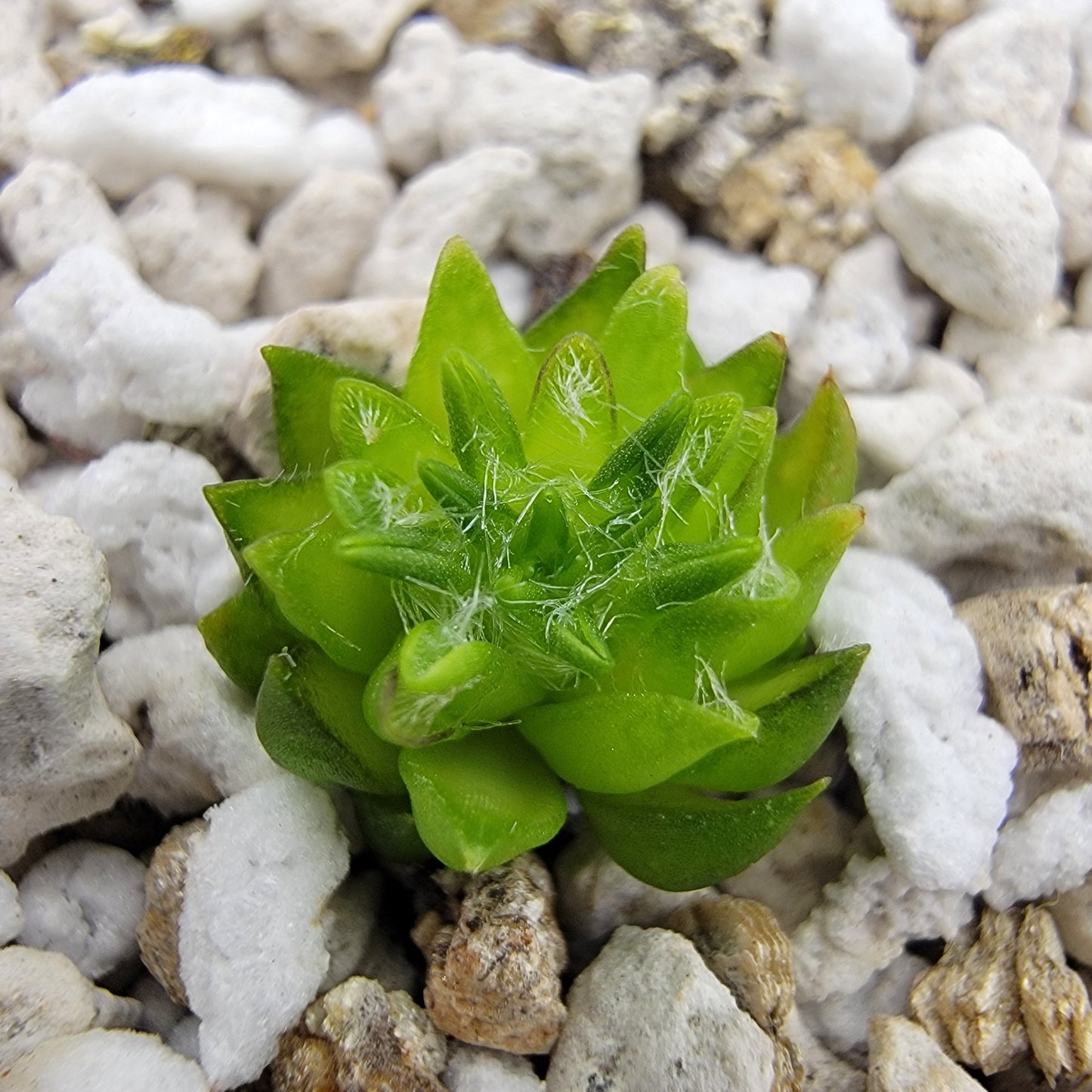Pinguicula orchidioides {cerca de Ixtlán de Juárez, Oaxaca, México}