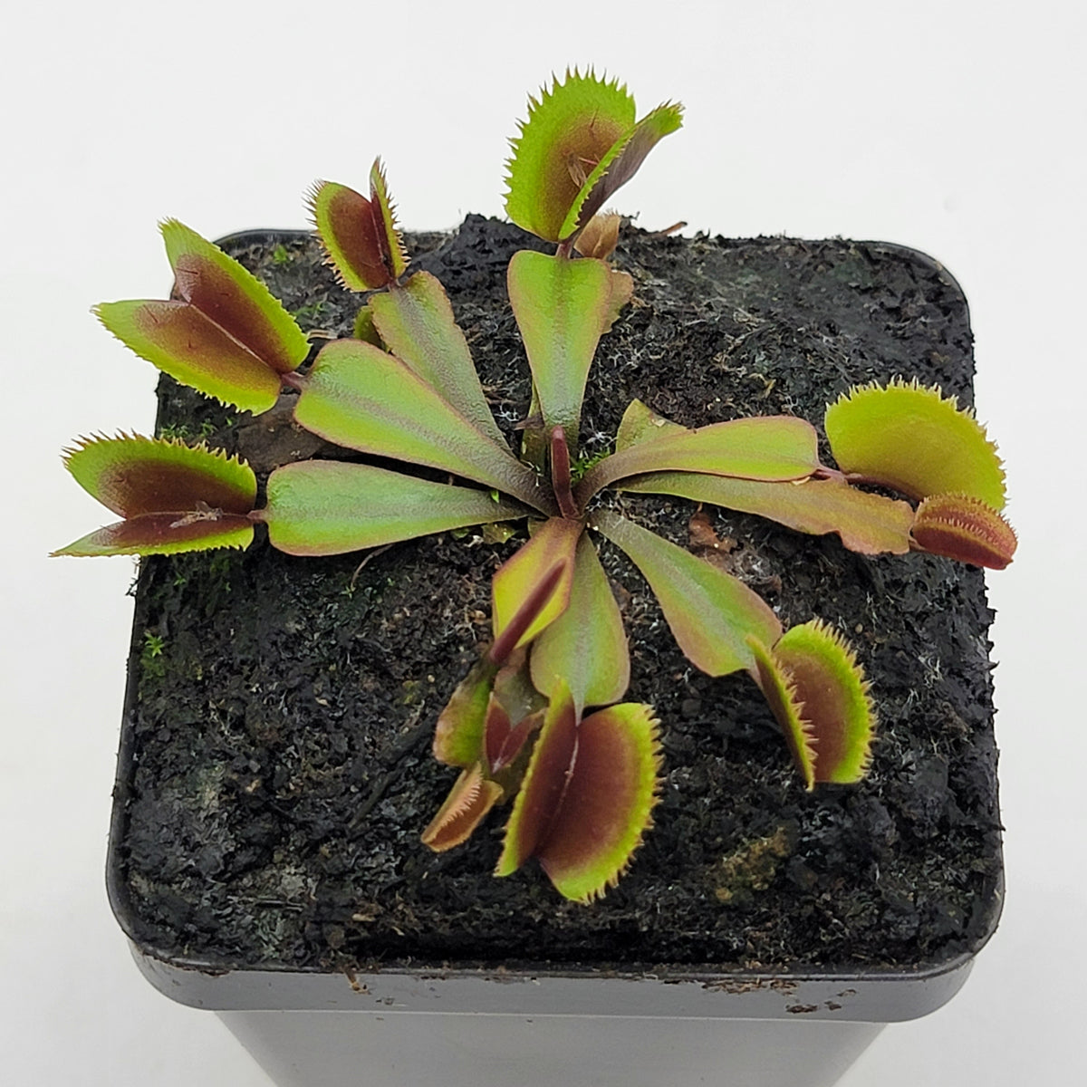 Venus flytrap (Dionaea muscipula) "Midnight"