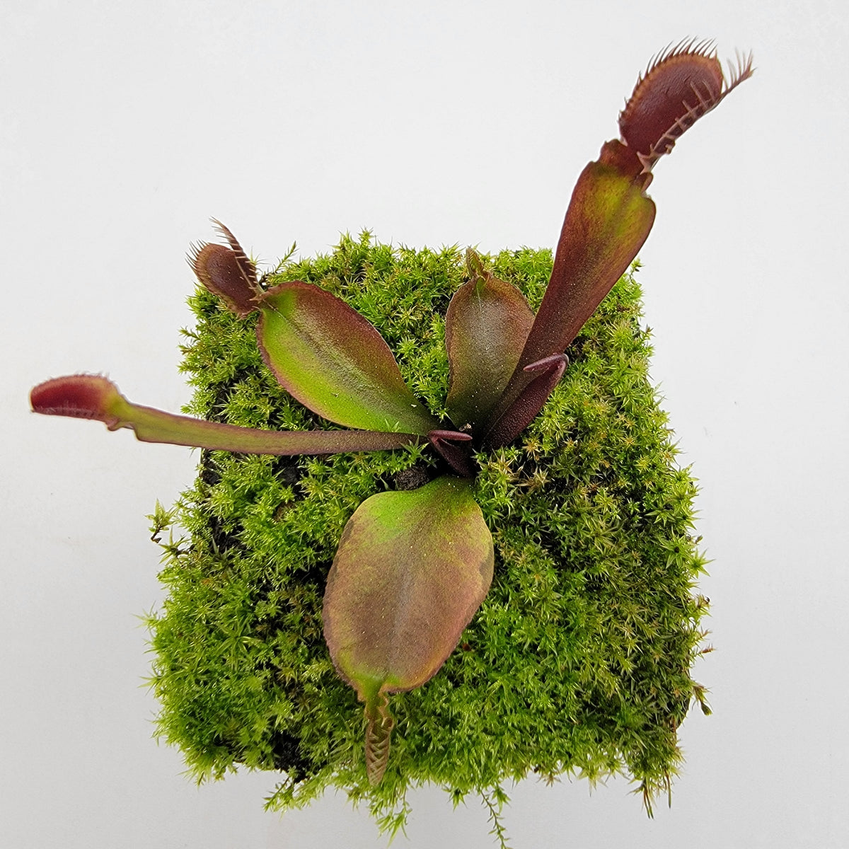 Venus flytrap (Dionaea muscipula) 'Red Fused Petiole'