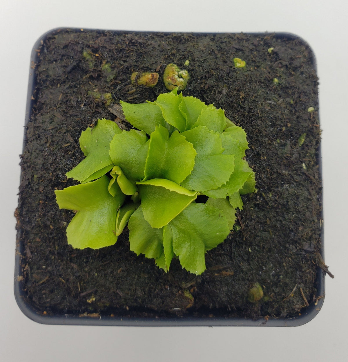 Venus flytrap (Dionaea muscipula) "GJ Rose"