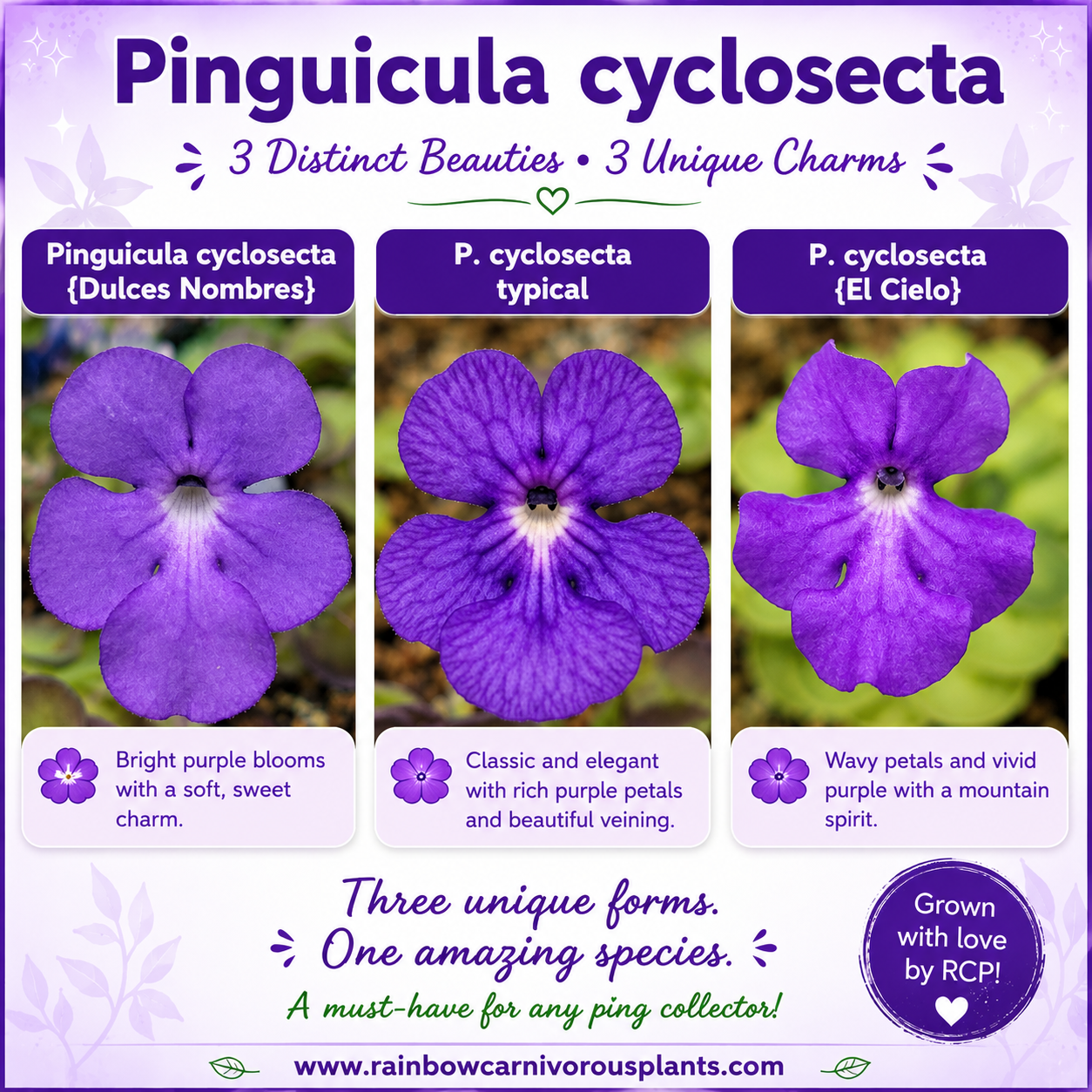 Pinguicula cyclosecta {Dulces Nombres, Nuevo León}