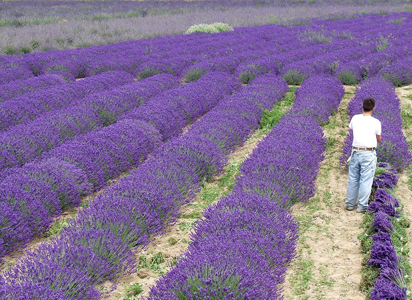 Lavanda viva, hierba Royal Velvet, maceta de 3.5 pulgadas