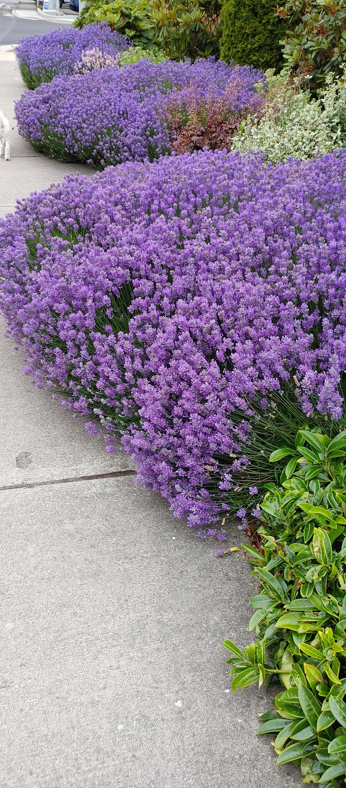 Lavanda planta viva Munstead