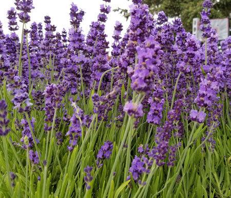 Cogollos de lavanda culinaria inglesa