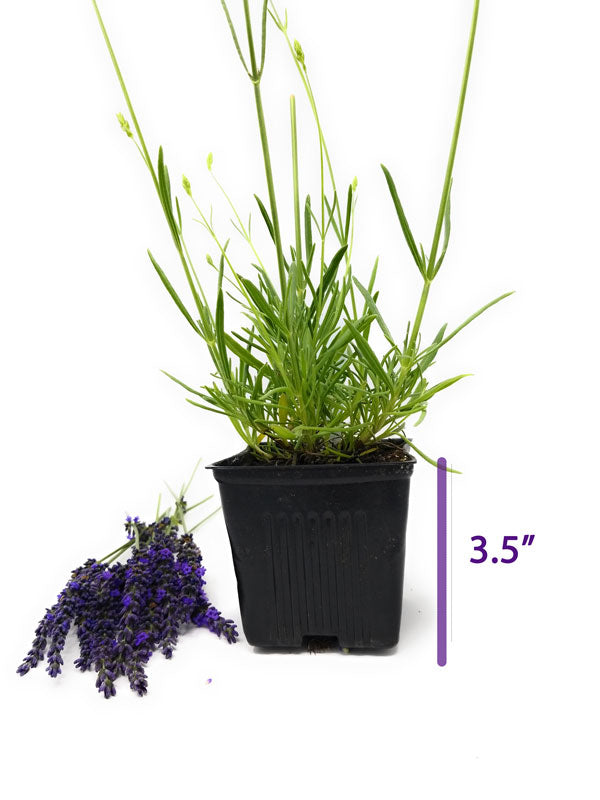 Planta viva de lavanda, fenomenal