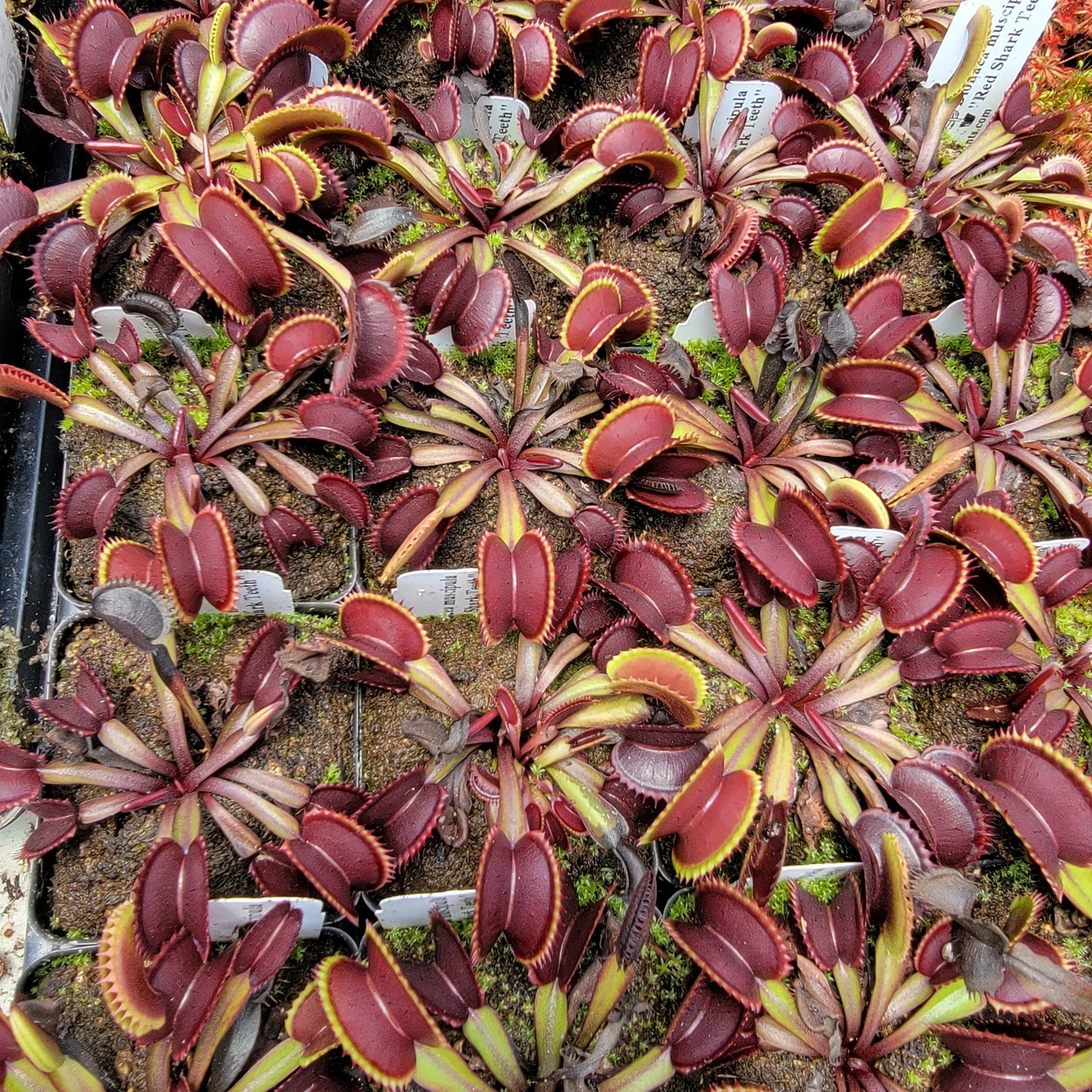 Venus flytrap (Dionaea muscipula) "Red Shark Teeth"