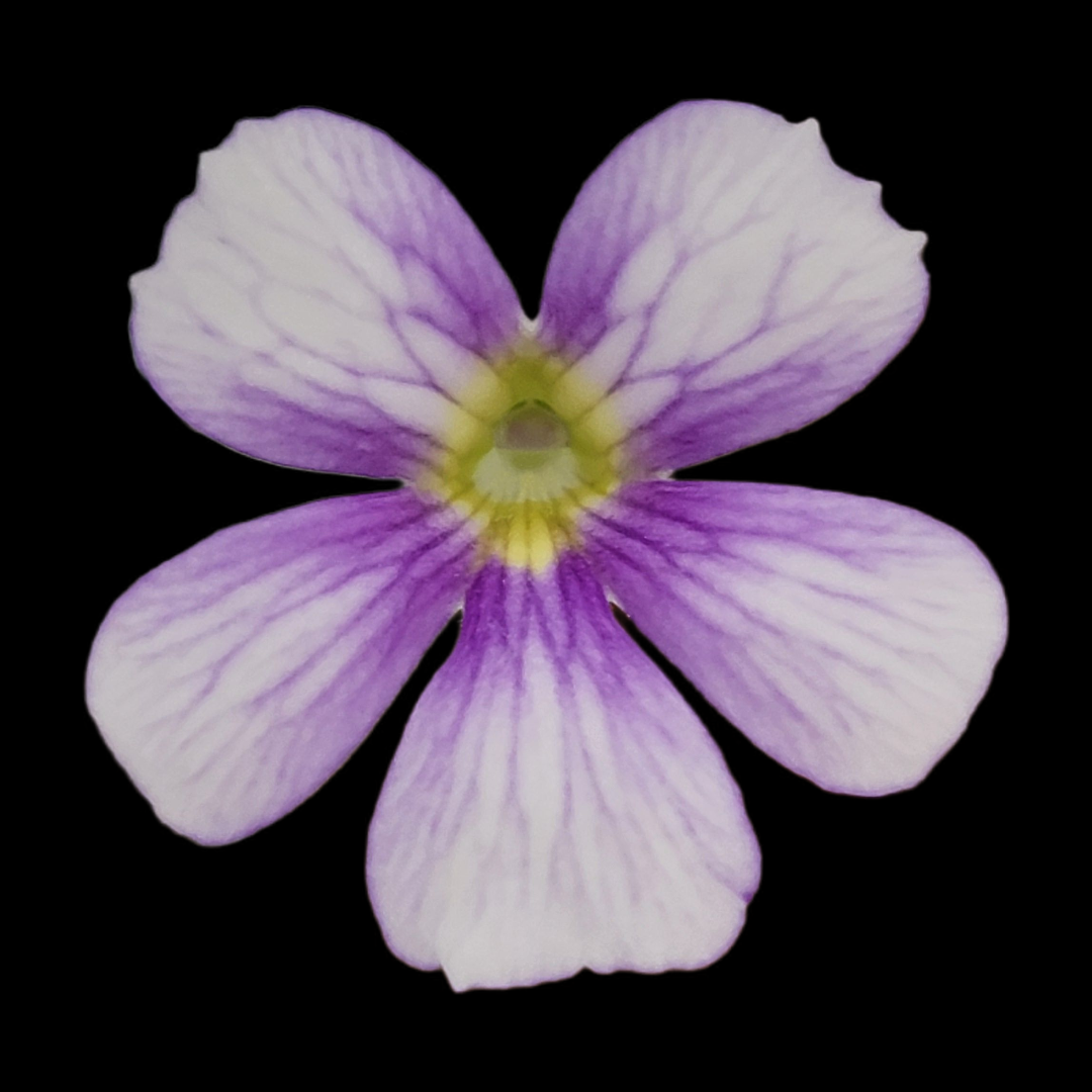 Pinguicula 'Riva'