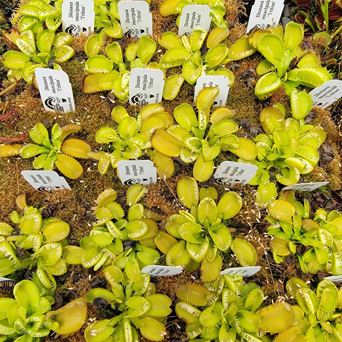 Venus flytrap (Dionaea muscipula) 'Triton'