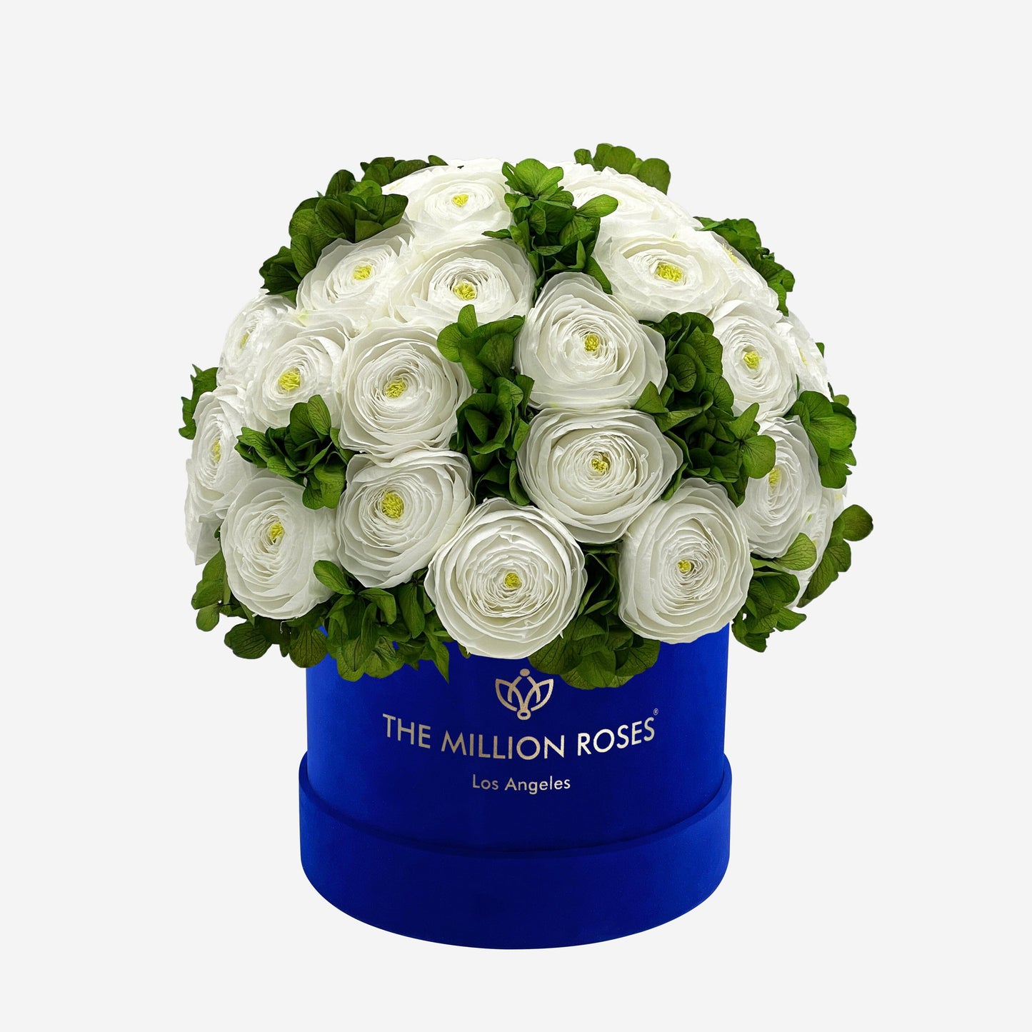 Caja Clásica de Gamuza Azul Rey | Ranúnculos Persas Blancos y Hortensias Verdes