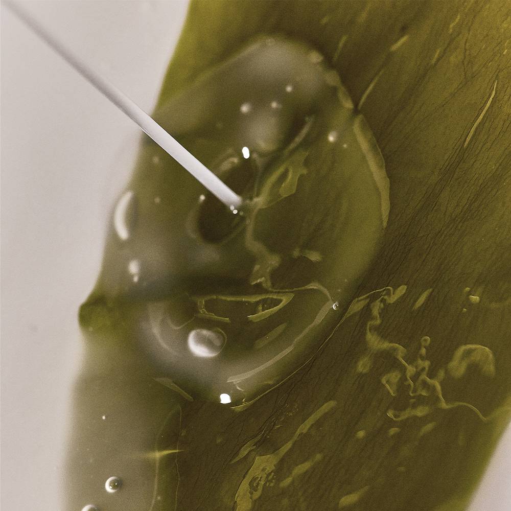 whamisa Organic Algae Kelp Mask 5ea
