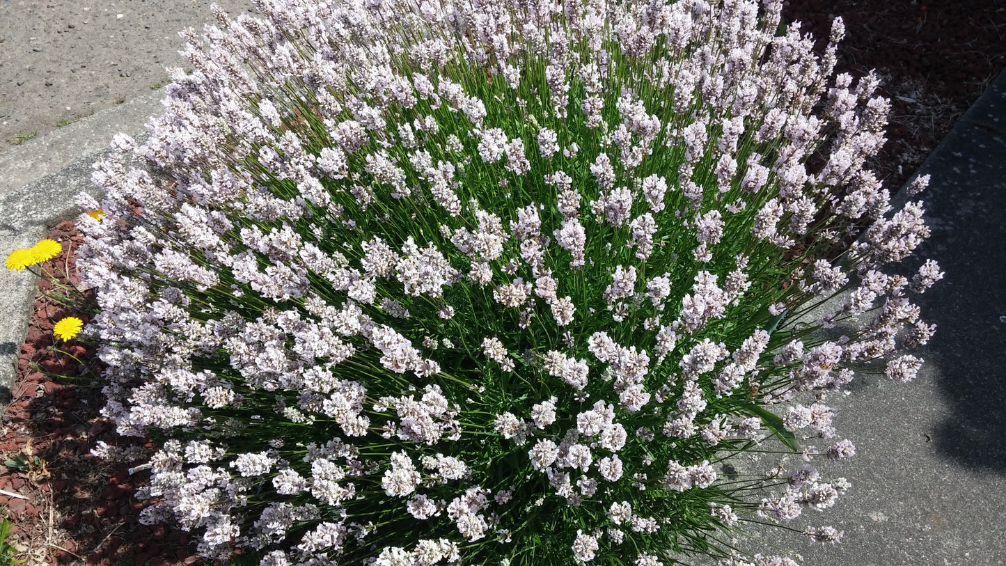 Lavanda Planta Viva Melissa Macetas de 4"