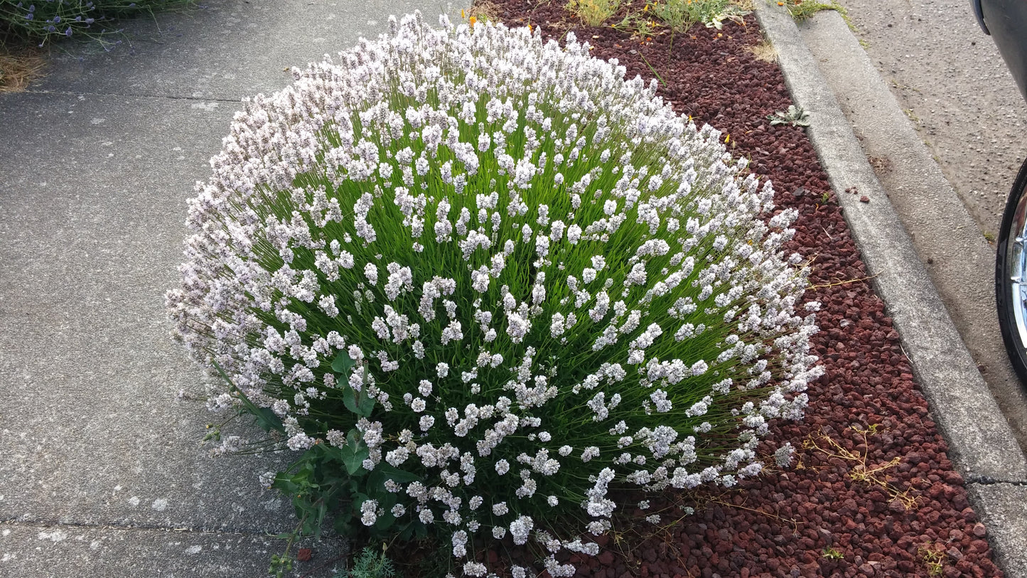 Lavanda Planta Viva Melissa Macetas de 4"