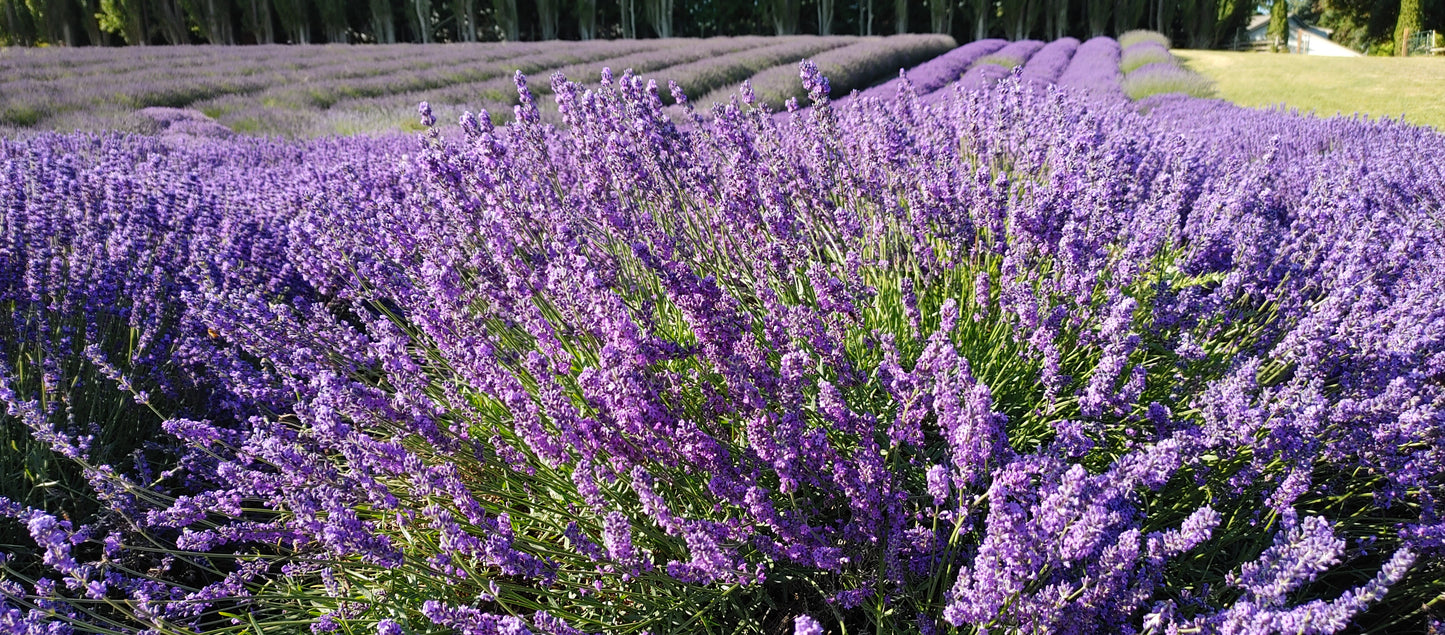Lavanda viva, hierba Royal Velvet, maceta de 3.5 pulgadas