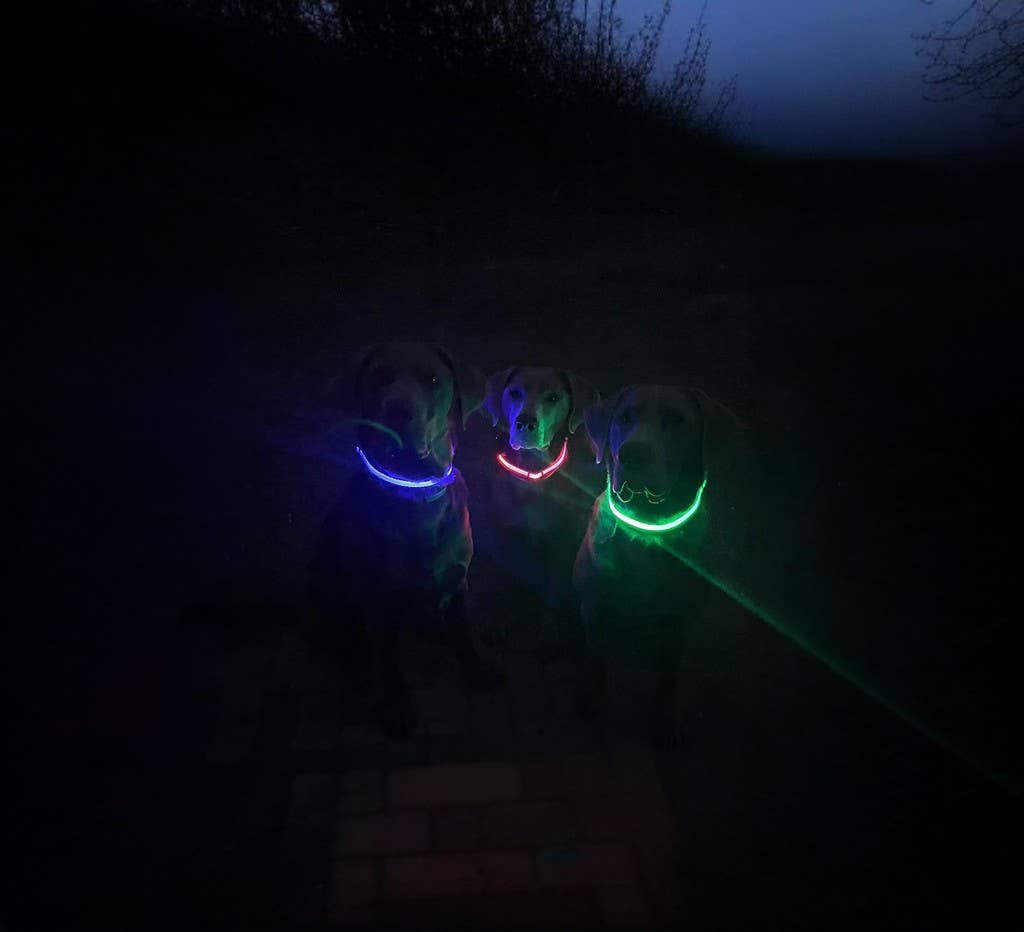 LED Dog Collar: Blue