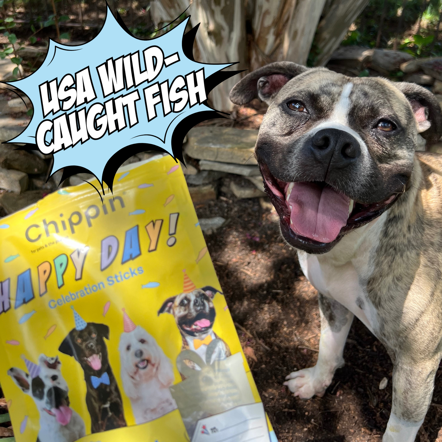 Golosinas de cumpleaños para perros, paquete de 4