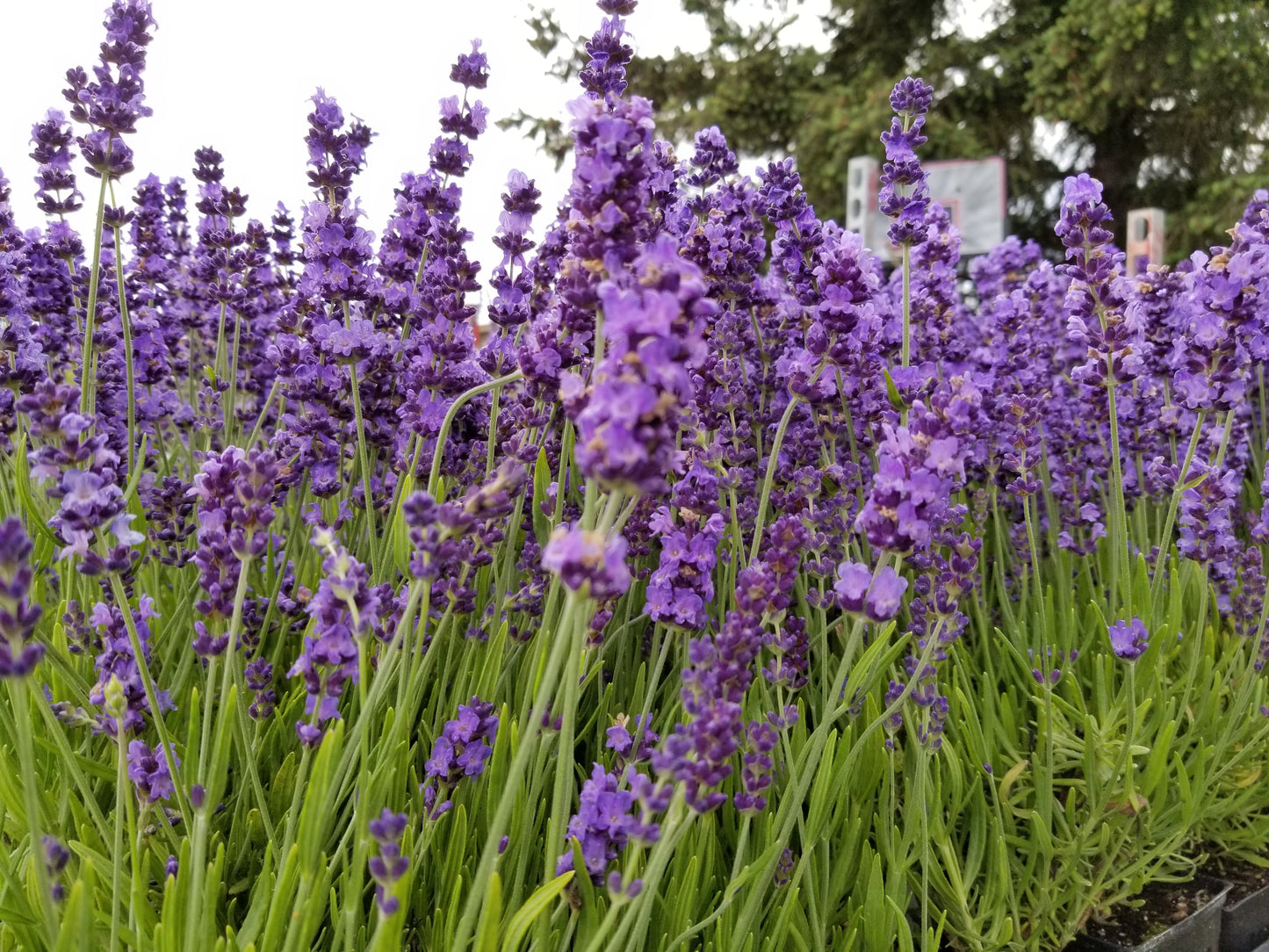 Planta viva de lavanda "Hidcote" Lavanda