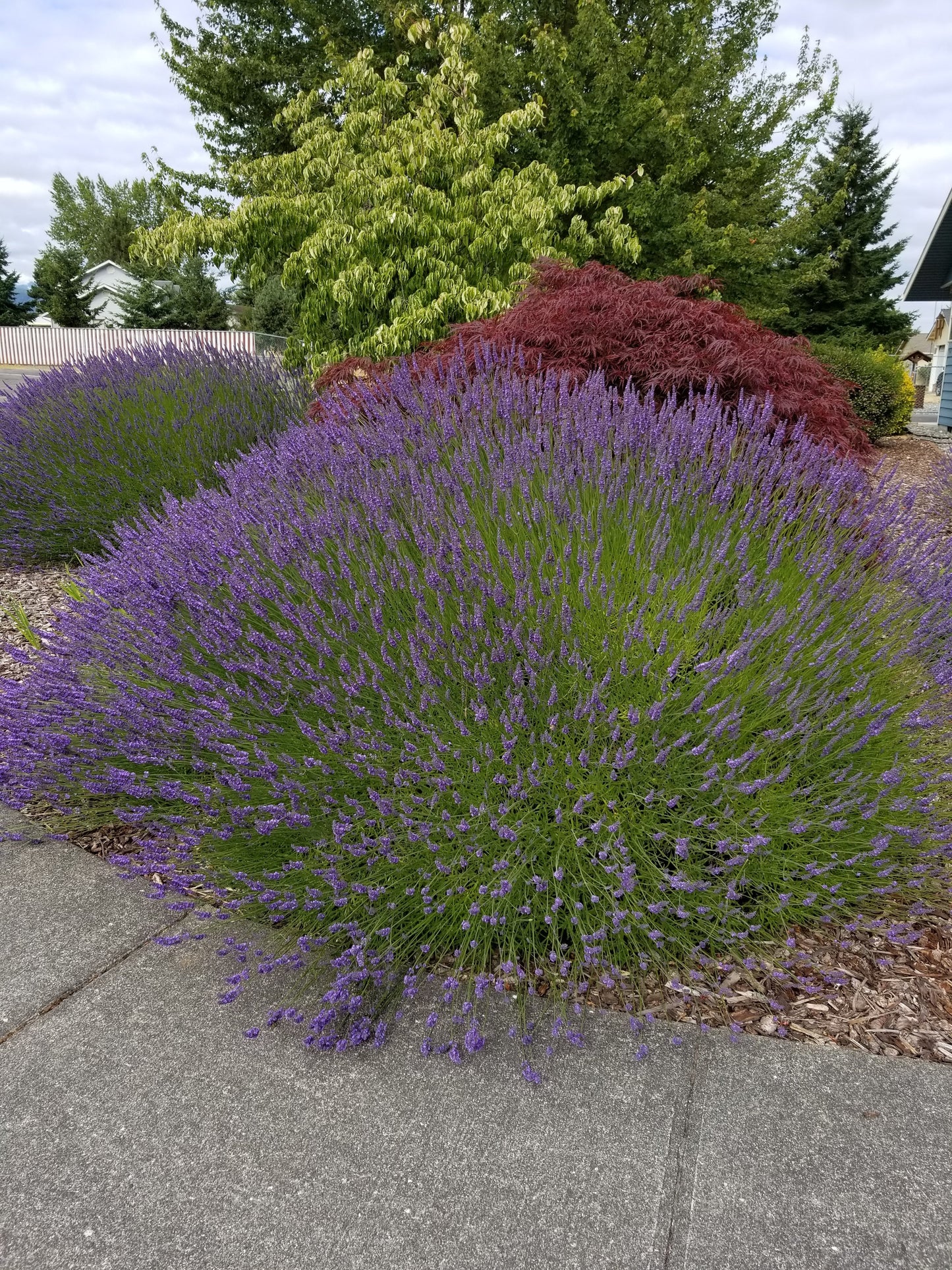 Plantas de Lavanda Grosso en macetas de 2.5QT