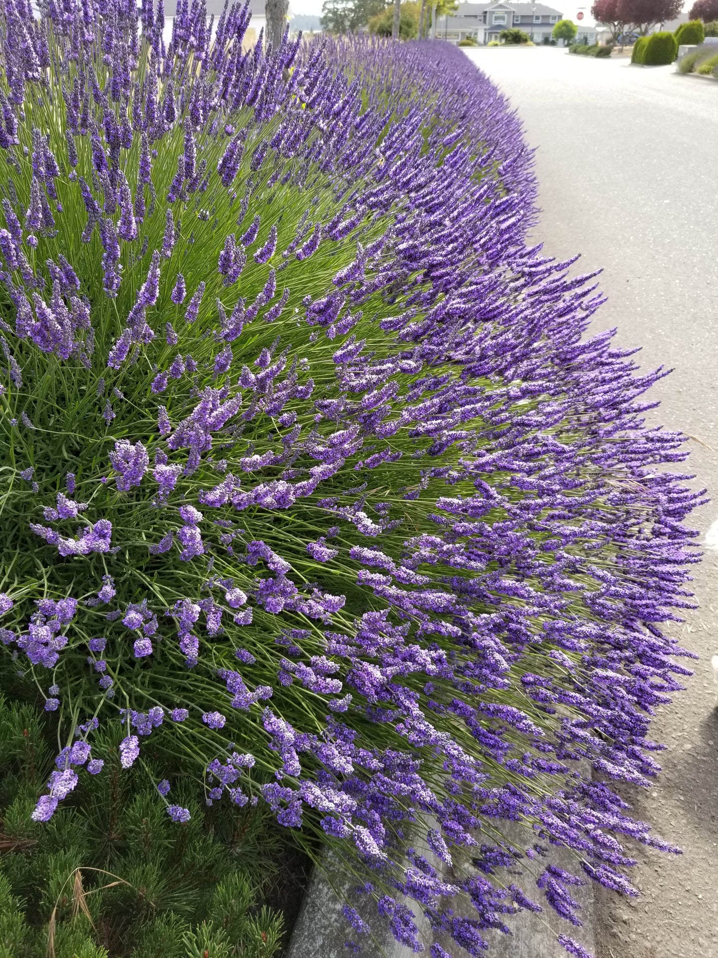 Plantas de Lavanda Grosso en macetas de 2.5QT
