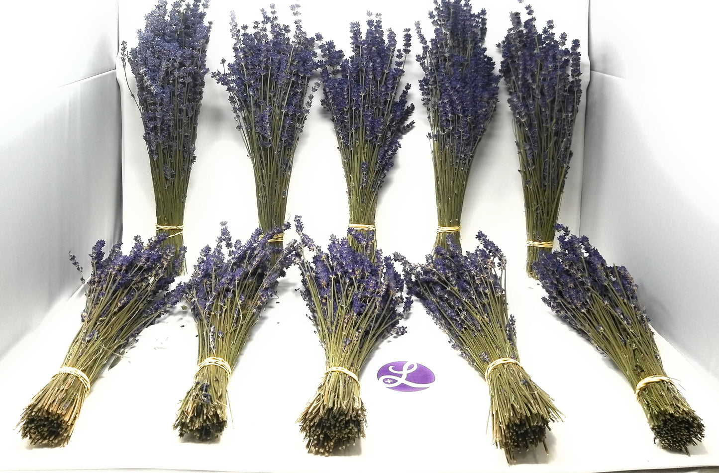 Ramilletes de Lavanda Royal Velvet (Culinaria) - Paquete de 10 Ramilletes