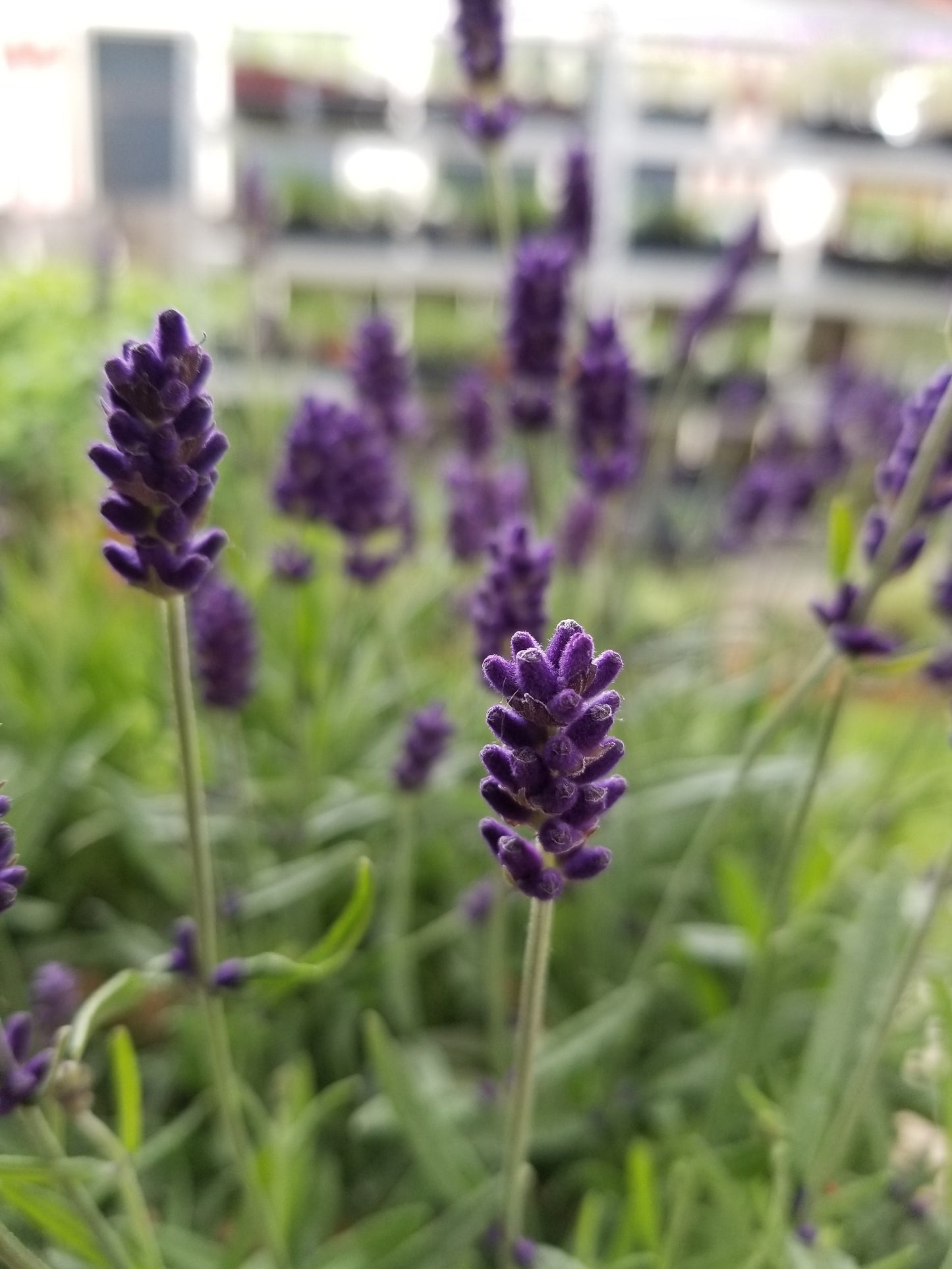 Planta viva de lavanda "Hidcote" Lavanda
