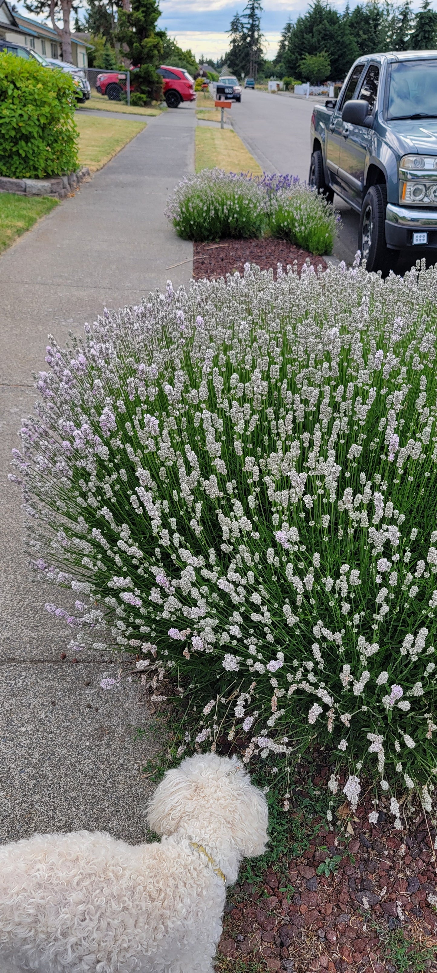 Lavanda Planta Viva Melissa Macetas de 4"