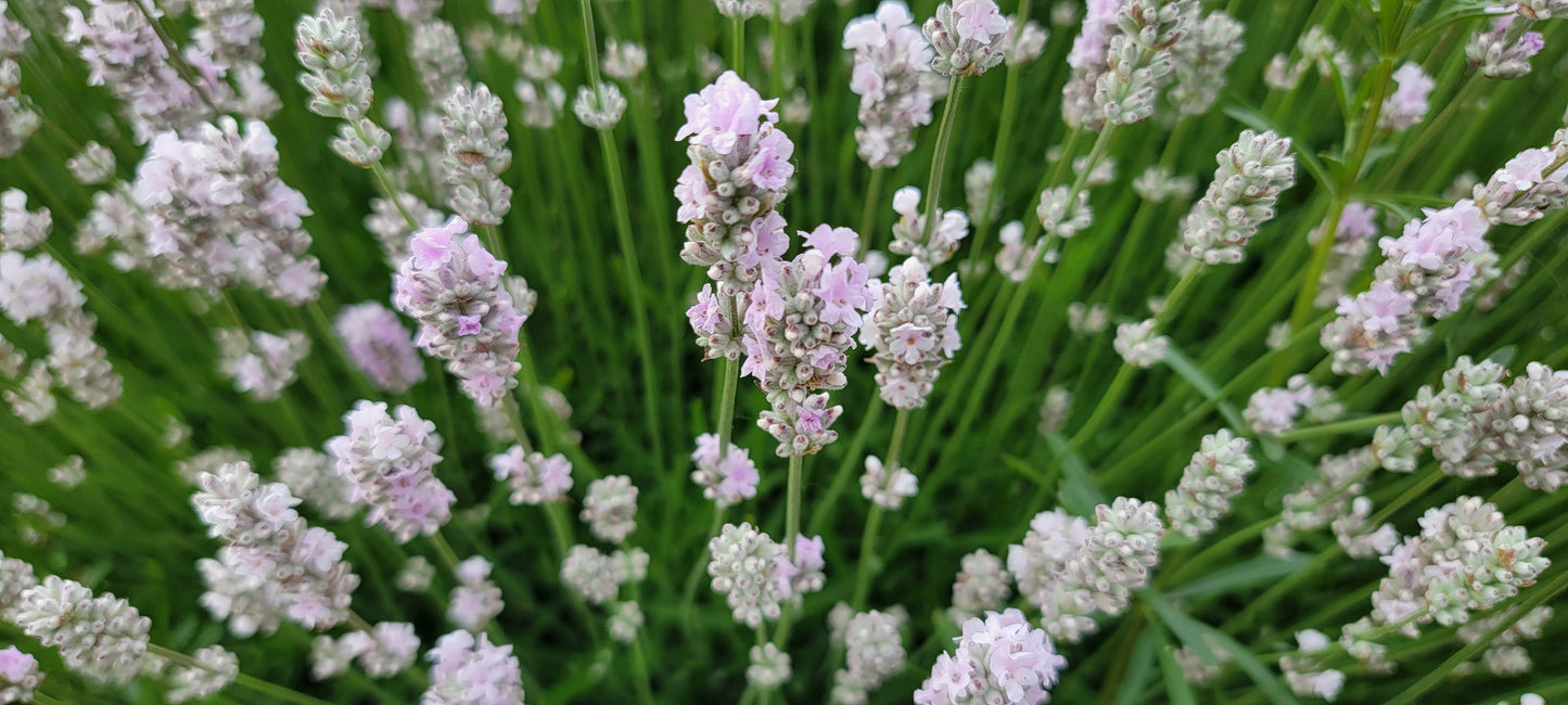 Lavanda Planta Viva Melissa Macetas de 4"