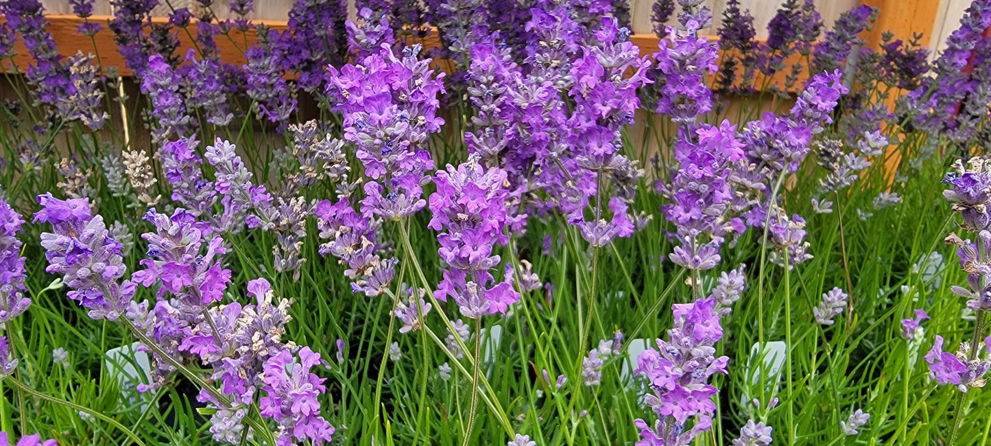 Lavanda viva, hierba Royal Velvet, maceta de 3.5 pulgadas