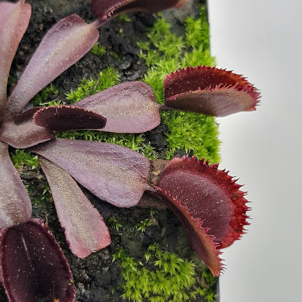 Venus flytrap (Dionaea muscipula)  "Midnight"