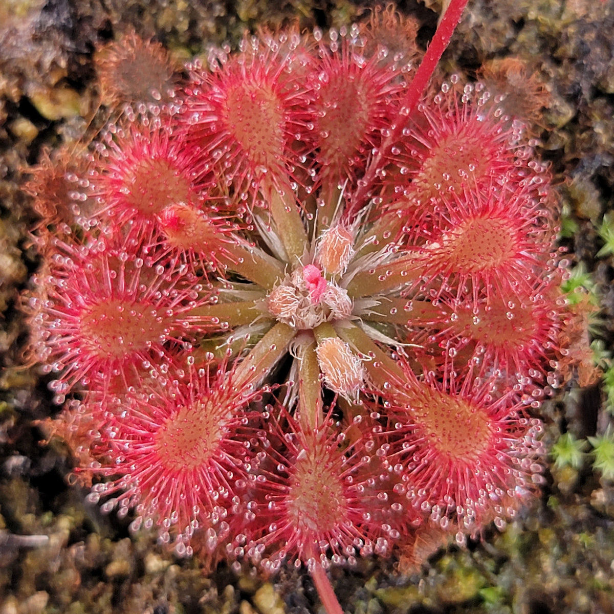 Drosera oblanceolata