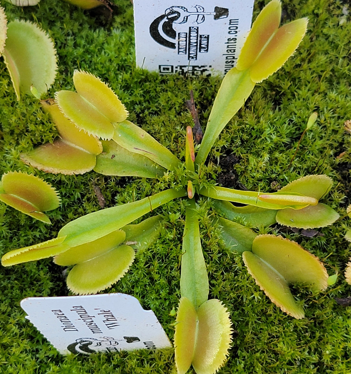 Venus flytrap (Dionaea muscipula) ‘Whale’