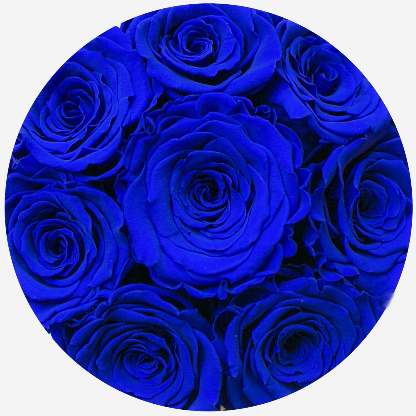 Caja Básica de Gamuza Azul Real | Rosas Azul Real