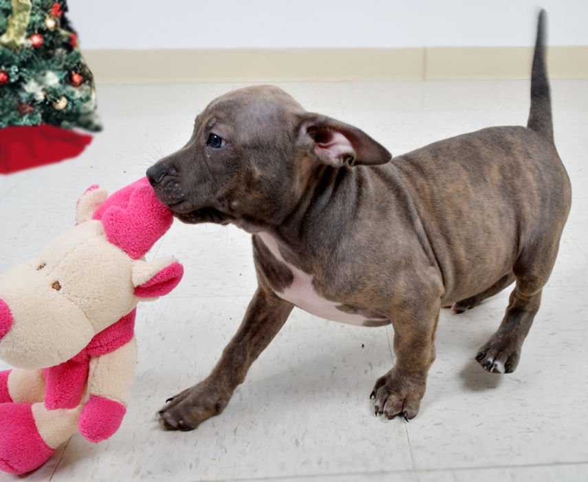 Juguetes para perro con chifle Jeffers Plush Bright Winter Pals, paquete de 3 unidades