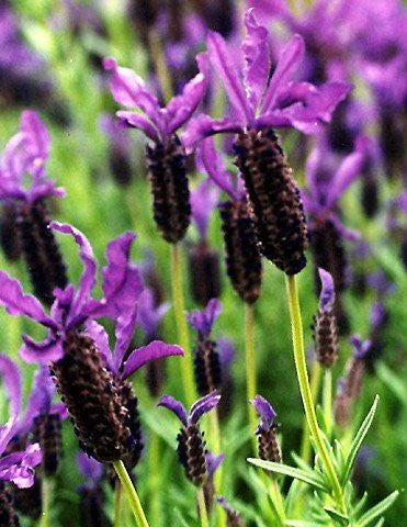 Plantas vivas de lavanda