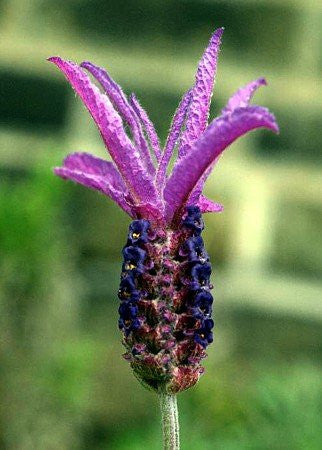 Plantas vivas de lavanda