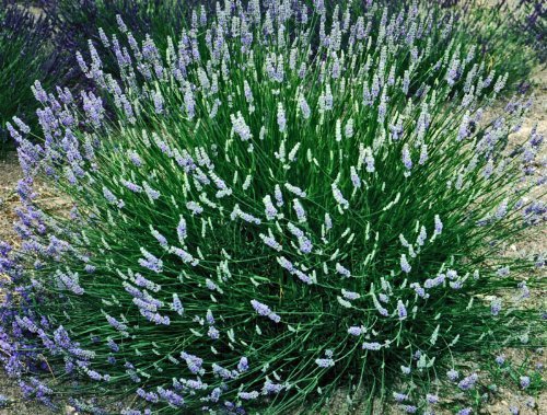 Lavanda Francesa Provenza - Maceta de 2.5QT