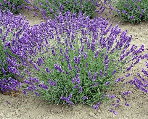 Lavanda viva, hierba Royal Velvet, maceta de 3.5 pulgadas