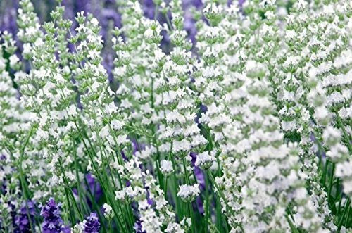 Lavanda, planta viva con espiga blanca