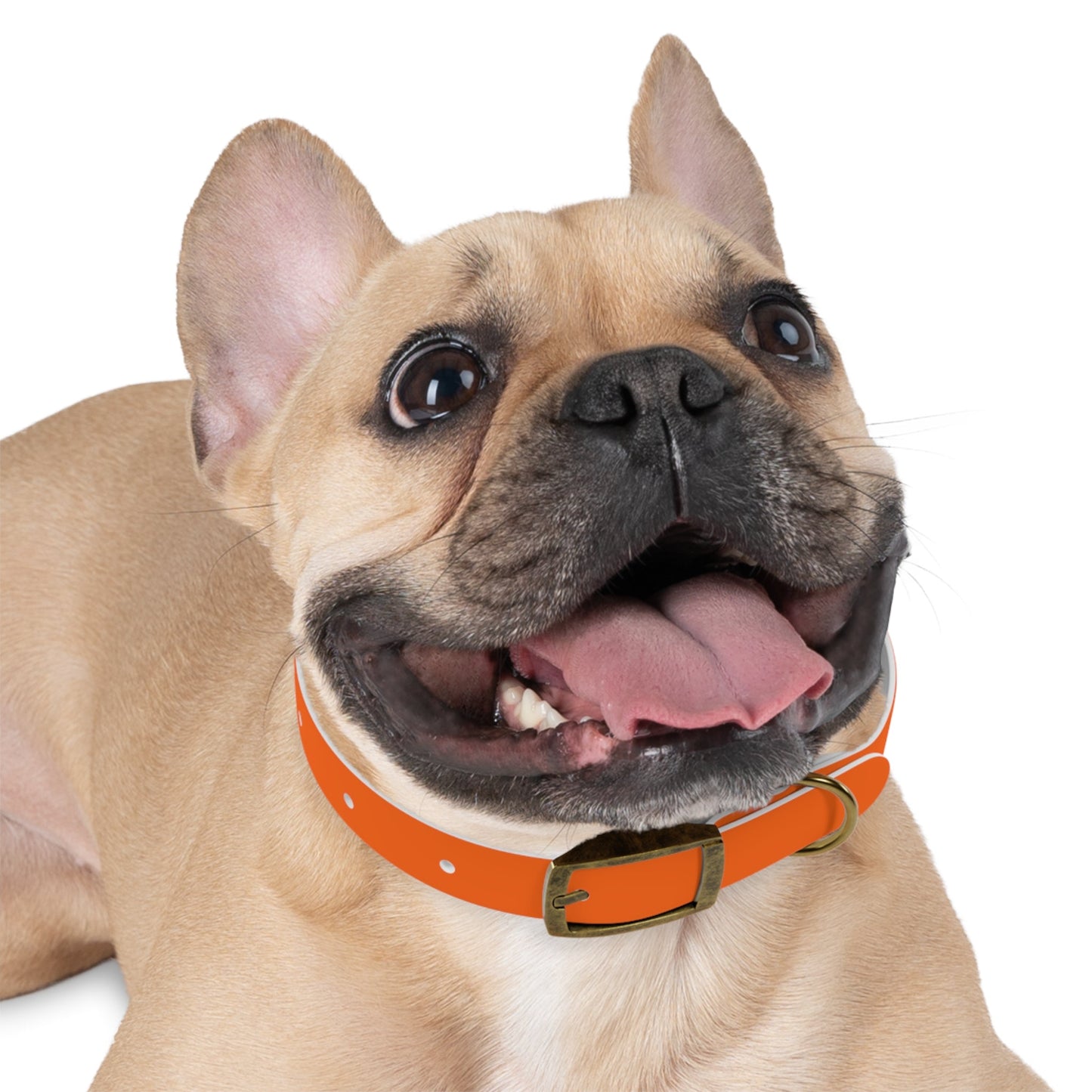 Dutch Dog Collar, I identify as a lion - Fun Pet Accessory, Dog Wear, Unique Gift for Dog Lovers, Pets Birthday Celebration, Lion Theme Collar