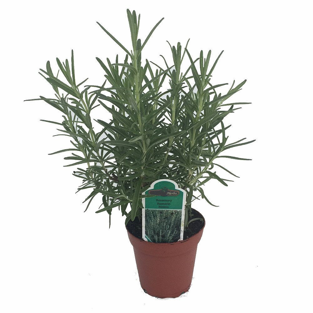 Romero Planta Viva Arp