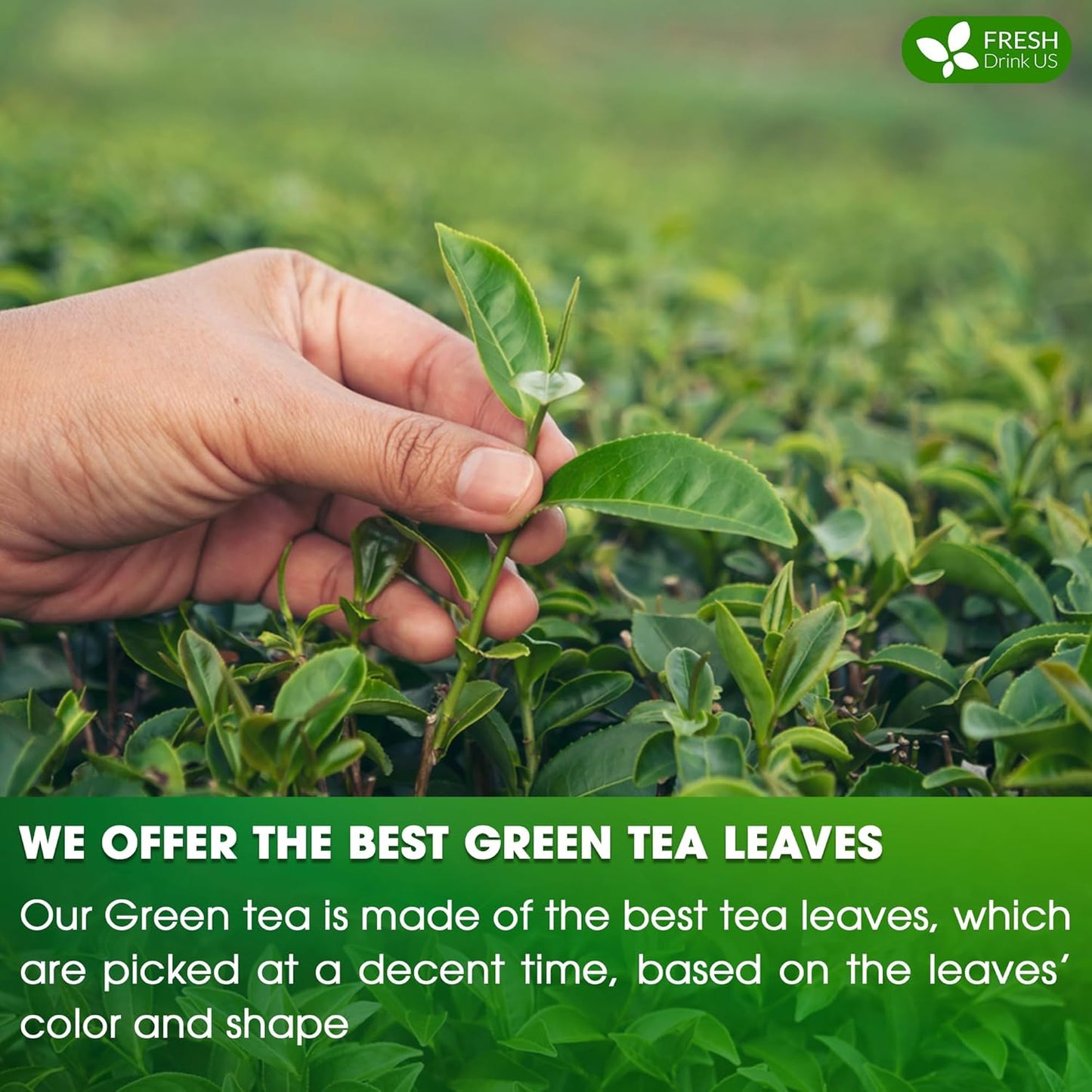 Premium Green Tea Bags, 100% Natural & Pure from Green Tea. Green Herbal Tea. No Sugar, No Gluten, Vegan