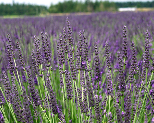 Plantas de Lavanda Grosso en macetas de 2.5QT