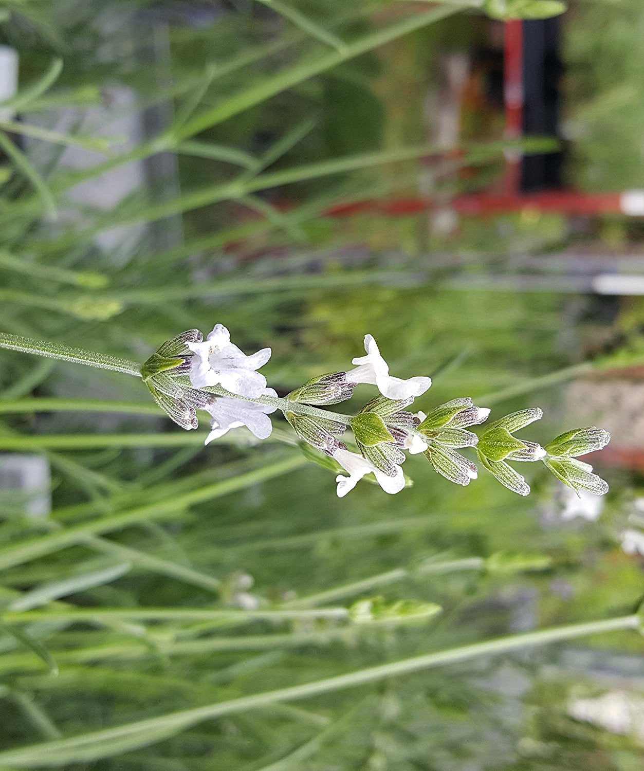Lavanda, planta viva con espiga blanca