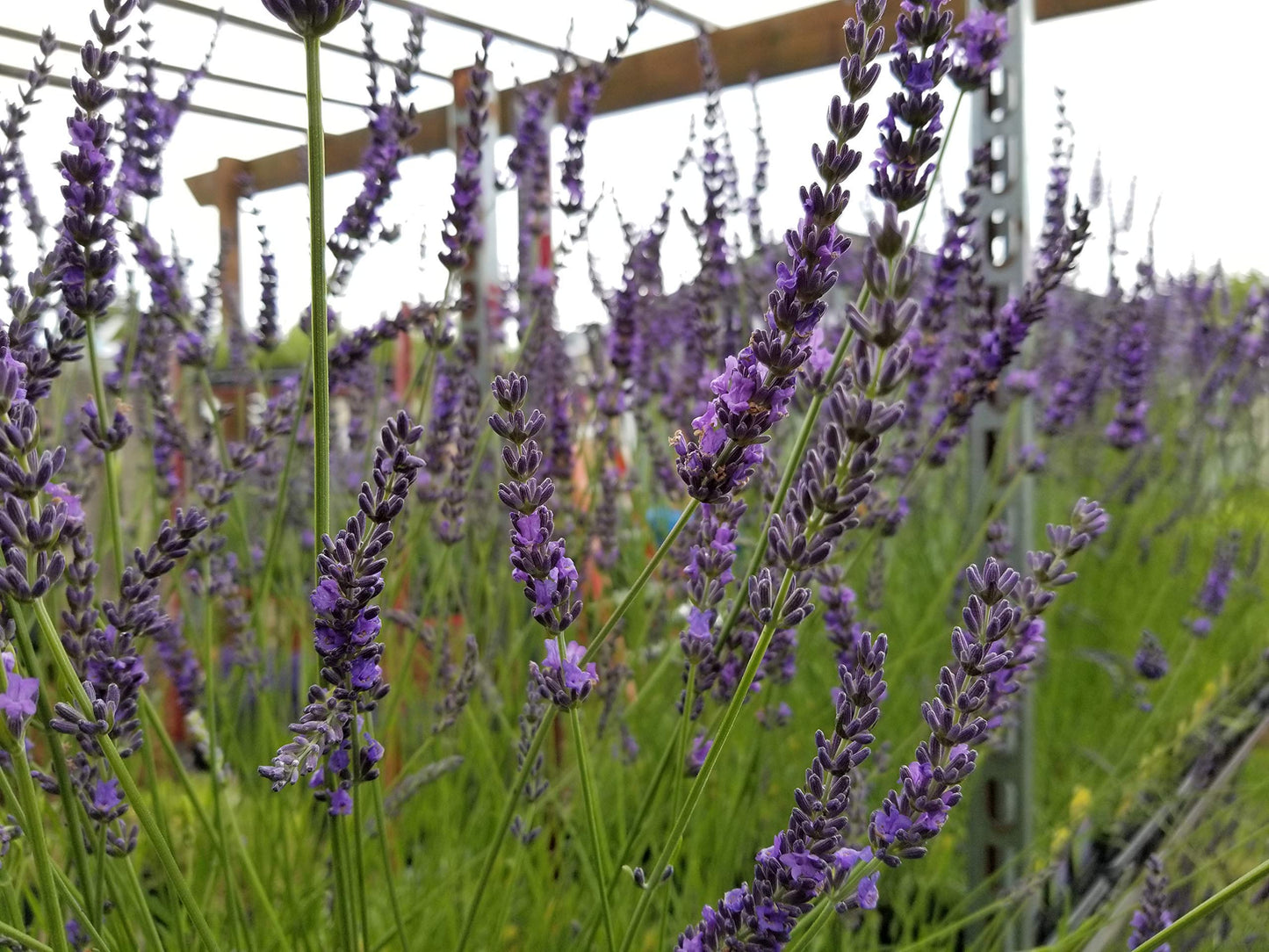 Lavanda Fenomenal Maceta de 2.5QT