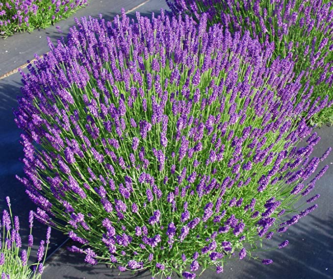 Planta viva de lavanda "Hidcote" Lavanda
