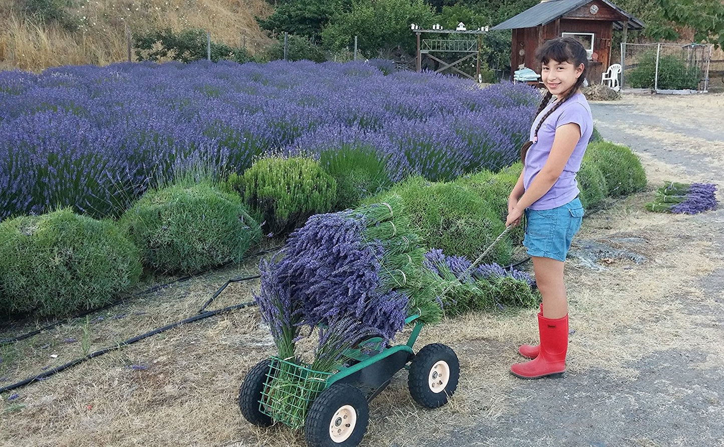Lavanda Seca en Ramitos